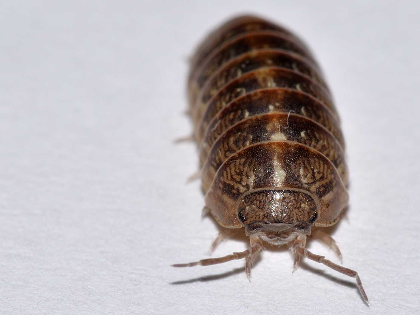 Armadillidiidae - Armadillidium vulgare